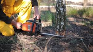 Best Stump Grinding and Removal  in Sandy, UT